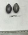 Click for 1 image(s) for this accession. FRUIT